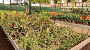 Садовый центр на о. Фуертавентура. Большой обзор растений.