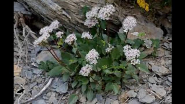 #Валериана #Цветы садовые51 Декоративные растения смотреть онлайн