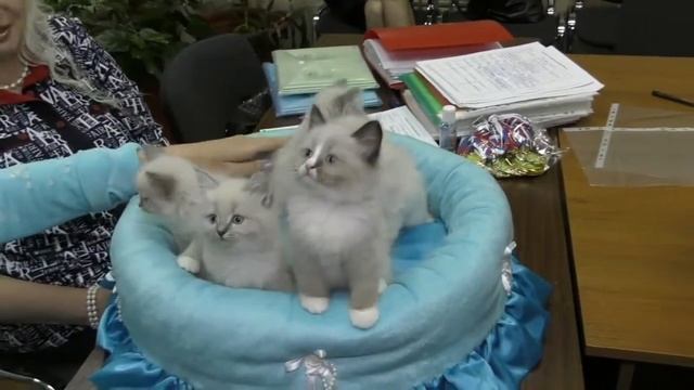 Какие документы должны быть на котенка? смотреть онлайн