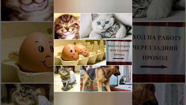 Весёлое поздравление для поднятия настроения.