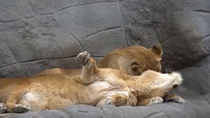 Что стало с ЛЬВЁНКОМ, которого бросил.... ПРАЙД. Спасение львёнка!