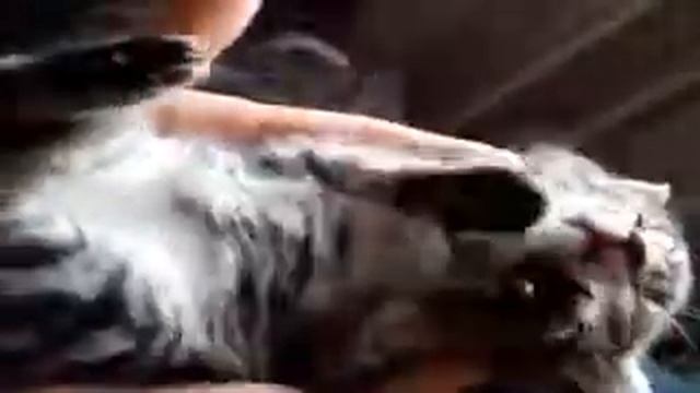 котенок сладко спит смотреть онлайн