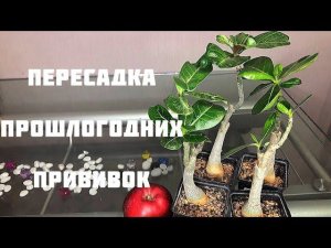 Адениум. Пересадка прошлогодних прививок