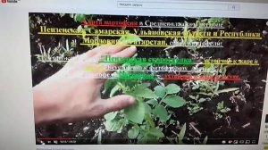 Картофель Лучшие сорта для Регионов Картошка Башкирский самостоятельно сбрасывает яйца колорадского