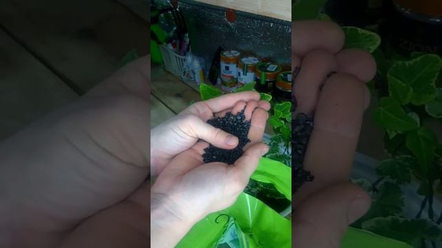 Венок из хедеры хеликс смотреть онлайн