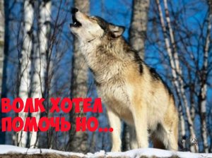 Интересная история, волк попытался помочь но...