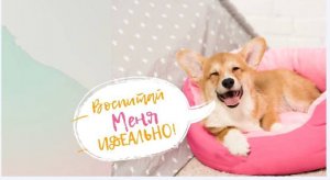 Как воспитать идеальную собаку?