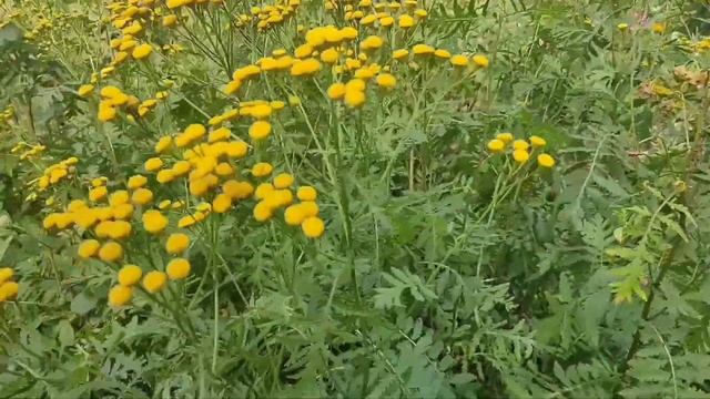 Как растет Пижма! ☘️ Tansy! смотреть онлайн