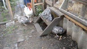 Пушкинская Пёстрая. Видео обзор породы.