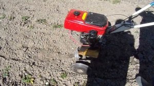 Рыхление междурядий клубники.Мотоблоком.