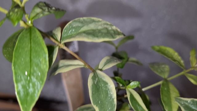 Мирт Гранд.