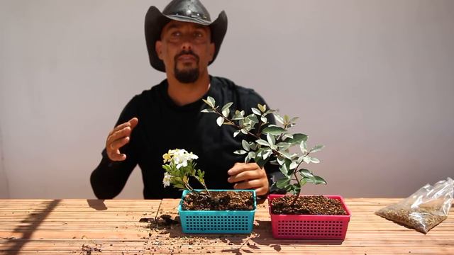 Bosai Zero Styrax Japonica + Eleagnus + Gardenia смотреть онлайн