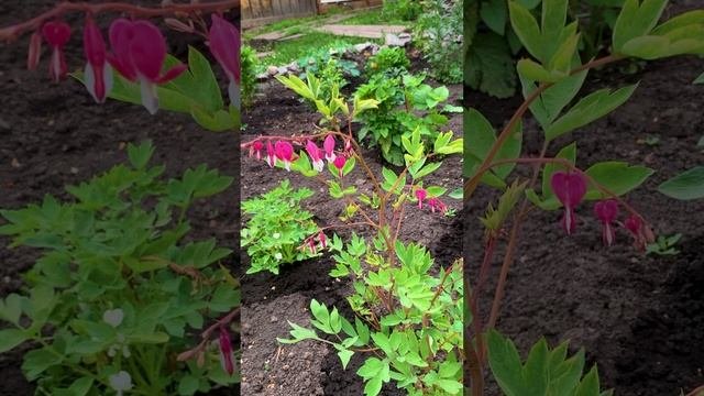 Дицентра (Dicentra)?