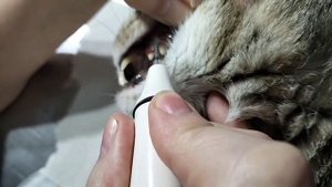 Ультразвуковая чистка зубов кошкам