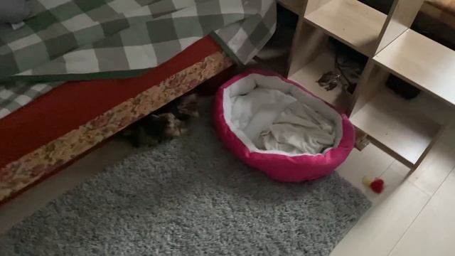 МИЛЫЕ БРАНЯТСЯ ТОЛЬКО ТЕШАТСЯ. КОНЕЦ ОБОЯМ. 44 ДНЯ КОТАНАМ