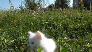 ?Все наши КОТЯТА КОТЫ и КОШКИ. Видео с котятами для детей. Про котят для детей видео добрые смешные