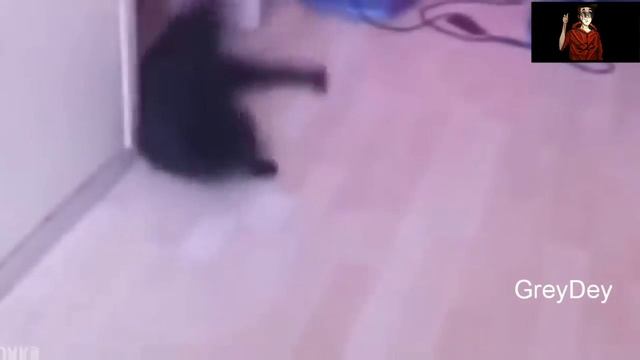 #ПРИКОЛЫ 2018 ГОДА?КРУТО ТАНЦУЕТ КОТ?. смотреть онлайн