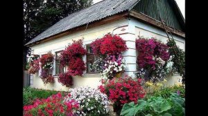 Прекрасные цветы петуньи во дворе