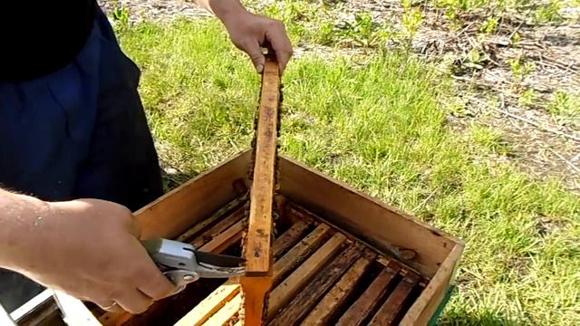 реанимируем слабую семью смотреть онлайн