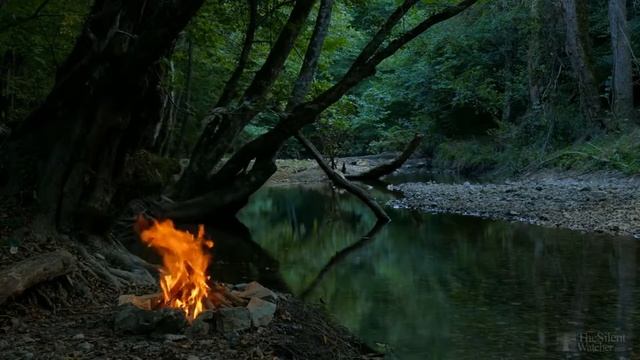 Выращивание бегоний из покупных клубней смотреть онлайн