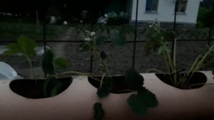 Клубника в трубах Начало эксперимента 2021 года часть 1