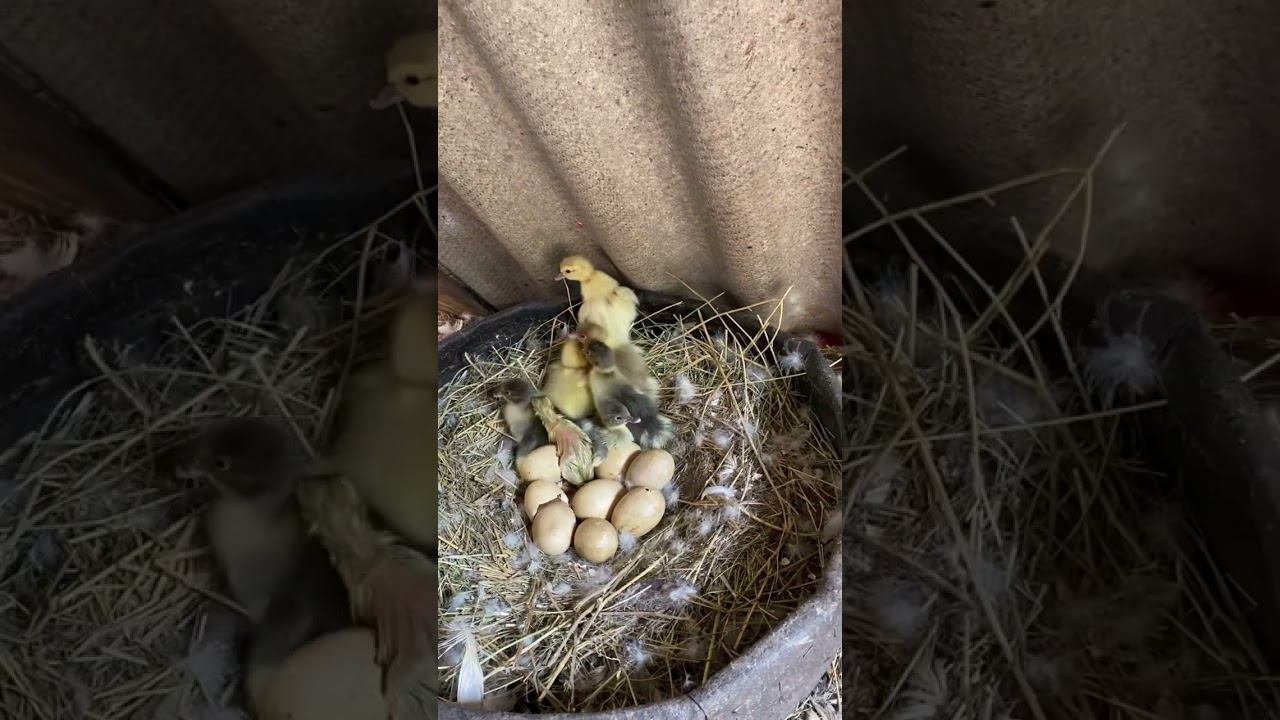 Удалось спастись от деревенского монстра смотреть онлайн