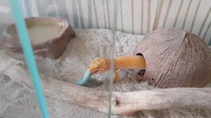 Ящерица ест гусеницу