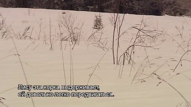 Утреннее ТВ: следы на снегу. смотреть онлайн