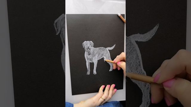 Как нарисовать собаку Лабрадора. смотреть онлайн