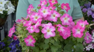 Лучшие сорта петуний с фото и названиями. Все проверено лично!