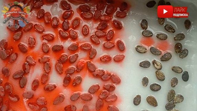 Не выбрасывайте арбузные семечки: из них можно приготовить вкусные и полезные закуски! смотреть онлайн