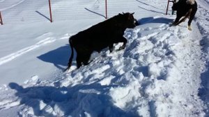 #Цунта драки быков бойцовские хупри дагестан