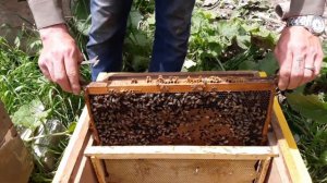 пересадка пчел в ульи лежак 16 рамок