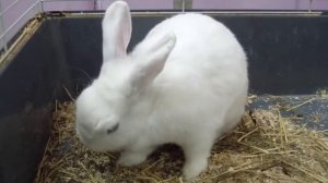 Декоративный кролик