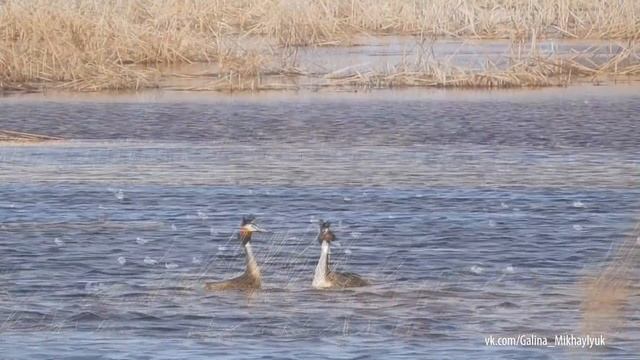 Птицы на озёрах Самарской области. смотреть онлайн