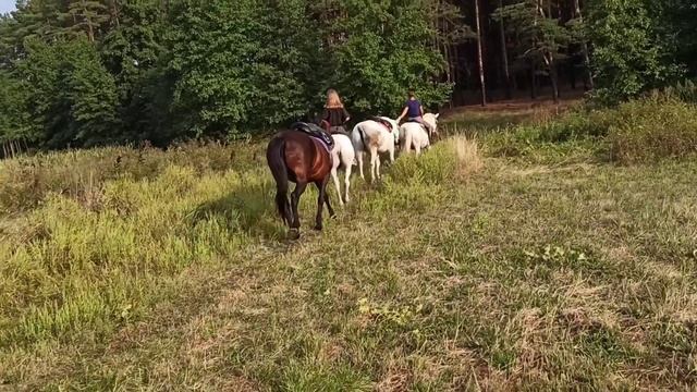 как мне приносят доход лошади !! конный клуб! гуси мои гуси !!