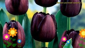 Тюльпан триумф Королева ночи. Краткий обзор, описание характеристик Queen of Night