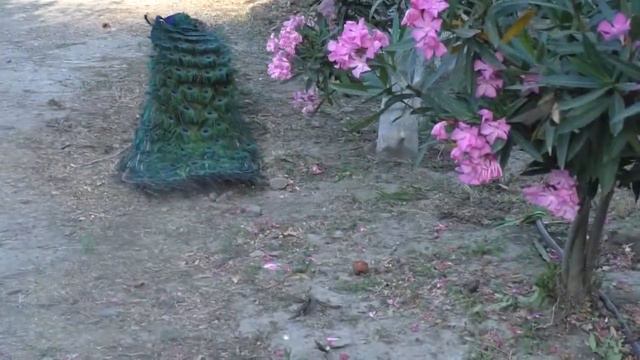 Ботанический сад о.Крит Греция смотреть онлайн