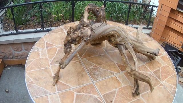 Обзор № 32 Виноградная коряга, без обработки смотреть онлайн