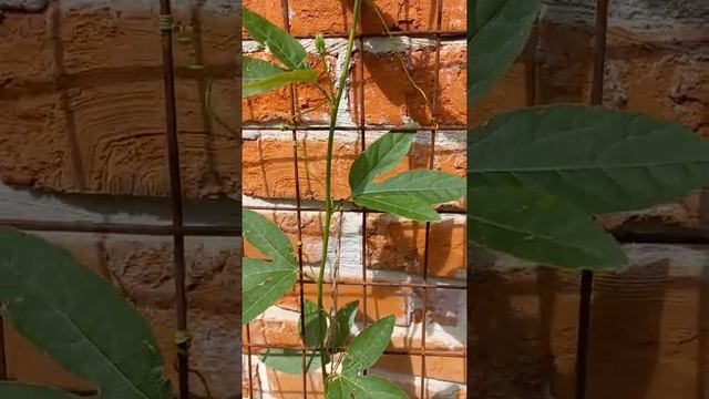 Маракуйя северная, первые бутоны май 2021 г. #shorts смотреть онлайн