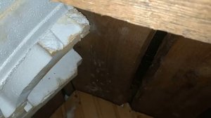 Летучие мыши на чердаке