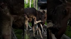 Как лось чистит нос копытом. #лось #moose #лоси #elk #romarik #ромарик