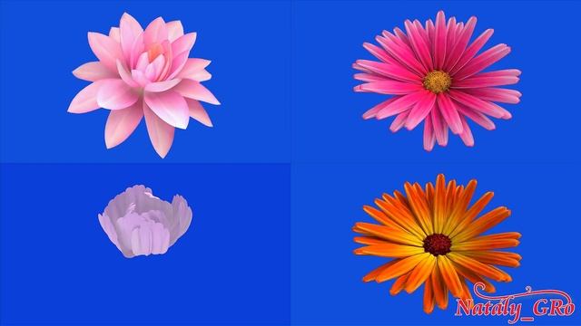 Цветочные футажи хромакей | Flowers footages chromakey