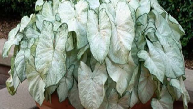 Caladium varieties with their names /Gabi - Gabi Plant/#caladium смотреть онлайн