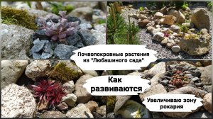Почвопокровные растения из "Любашиного сада". Увеличиваю зону рокария.