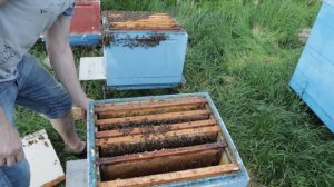 Роевое состояние пчёл в начале Мая, что делать? часть 1.