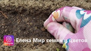 посев семян в грунт. Все тонкости посева многолетних и однолетних цветов