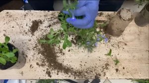 Выращивание лобелии.