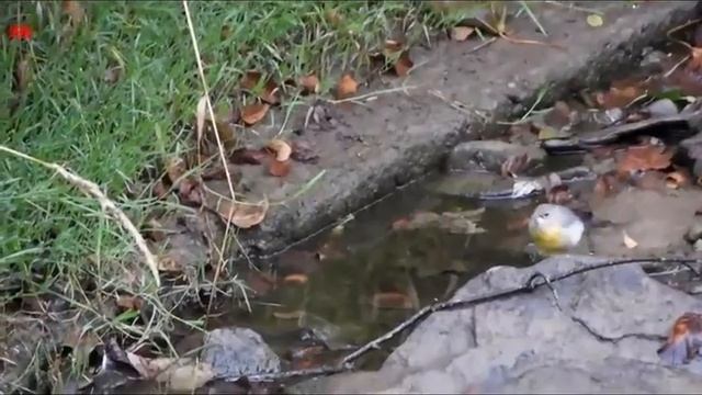 Горная трясогузка осенью (нем. Gebirgsstelze im Herbst) смотреть онлайн