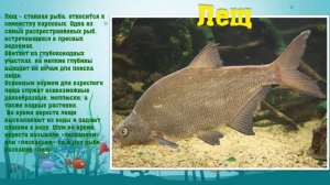 Обитатели рек